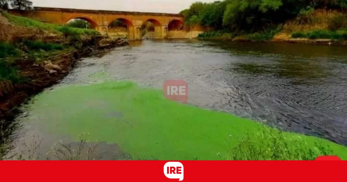 Gran cantidad de cianobacterias aparecieron y sorprendieron en el río