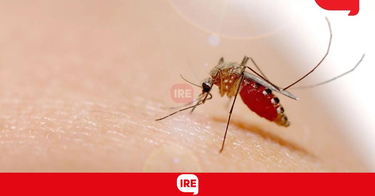 Confirmaron El Primer Caso De Dengue En Barrancas Y Piden Extremar Las