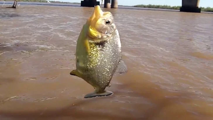 Fake news: Desmienten ataque de palometas en La Boca de Monje