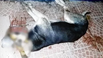 Alerta en Maciel por maltrato animal: Mas de 15 mascotas murieron