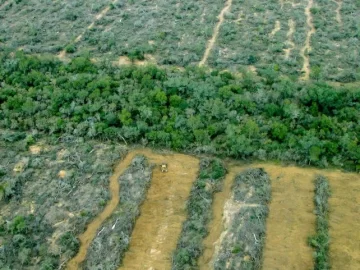 Más de 6.500 hectáreas fueron deforestadas durante la cuarentena