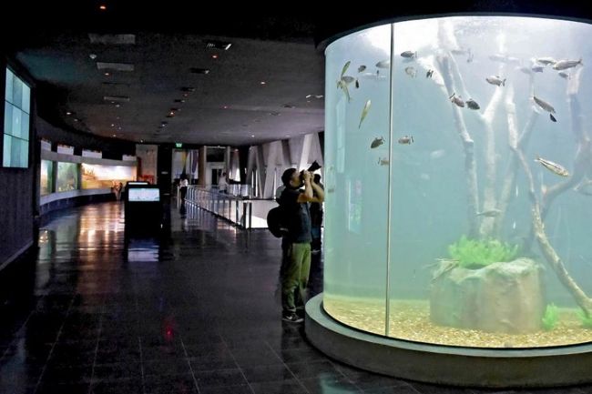 Hoy inaugurarán en Rosario el acuario más importante del país