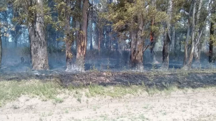 Se incendió un icónico monte de eucaliptus y denuncian que fue intencional