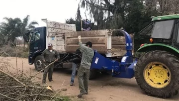 Continúan los trabajos de poda en zona urbana