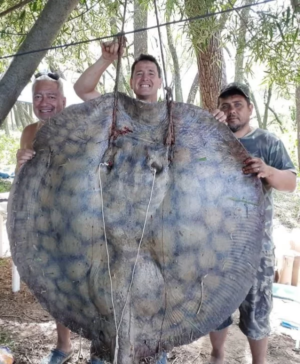 Pescaron una impresionante raya de 153 kilos en Puerto Gaboto