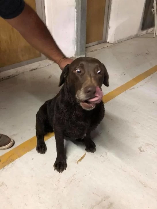 Bomberos rescataron una perrita de la barranca del Carcarañá