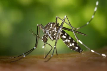 La provincia de Santa Fe superó los 5 mil casos de dengue