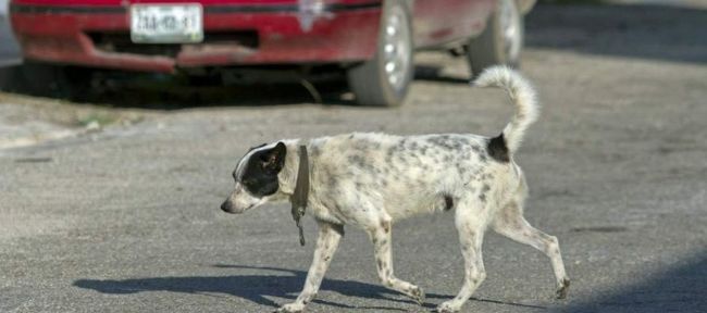 Venían en moto chocaron un perro y debieron ser hospitalizados