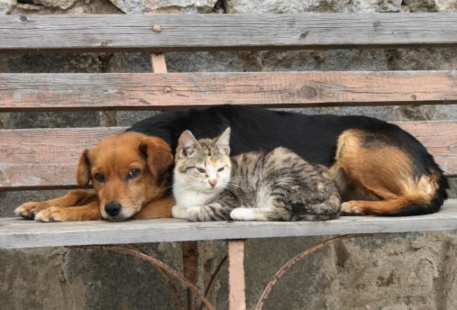 Nueva campaña de esterilización gratuita en Barrancas