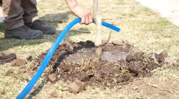 Timbúes más verde: El gobierno comunal avanza con su plan de forestación