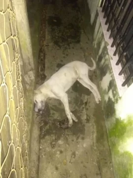 Otra vez: Apareció un perro envenenado en Maciel