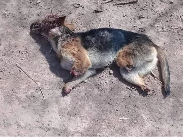 Maltrato animal: Mutilaron ferozmente a un perro en Monje