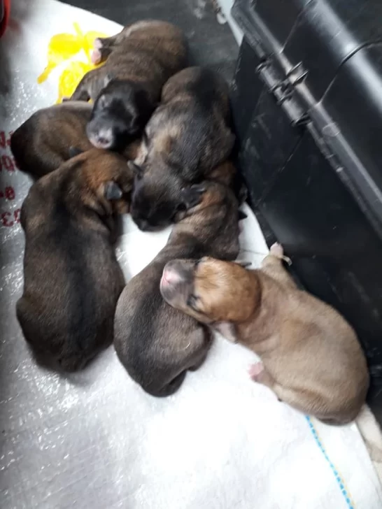 Abandonaron a perritos recién nacidos junto a su mamá