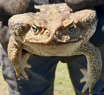 Una familia de la región encontró un impresionante sapo en su patio