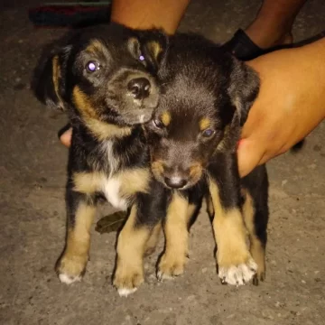 Dos cachorritos buscan un hogar responsable y con mucho amor