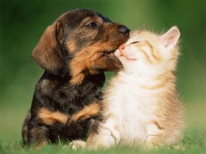 Más de 40 animales castrados en la primer campaña impulsada por la Comuna