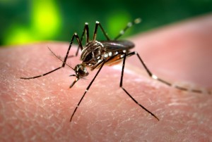 Son 26 los casos de dengue en la provincia
