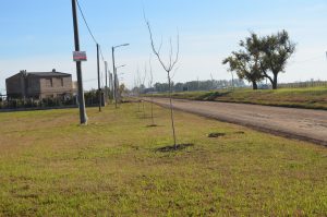 Plantan árboles en un barrio de la localidad para convertirlo en pulmón verde