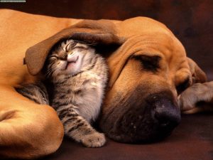 Más de 20 animales fueron castrados. Ya hay fecha para la próxima campaña