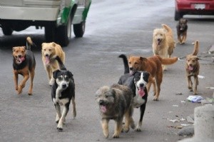 Puerto Gaboto: se dictará una capacitación sobre control poblacional de perros y gatos