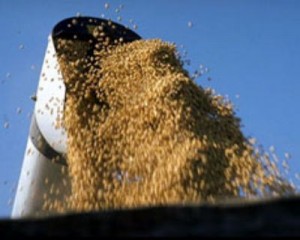 El gobierno nacional eliminará la “Cláusula Monsanto”