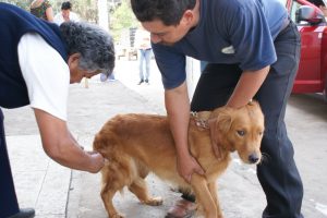 Pueblo Andino: Continuará la campaña de castración y vacunación antirrábica