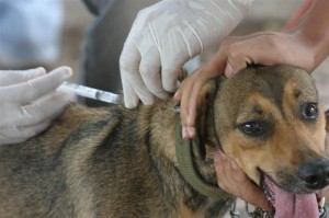 Campaña de vacunación animal: Día tres