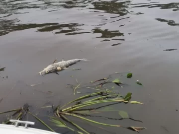 Advierten sobre una posible mortandad de peces en los rios