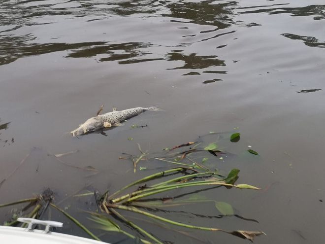 Advierten sobre una posible mortandad de peces en los rios