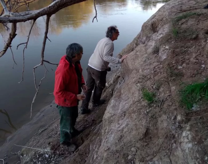 Encontraron restos óseos de otras especies en Andino y proyectan una investigación