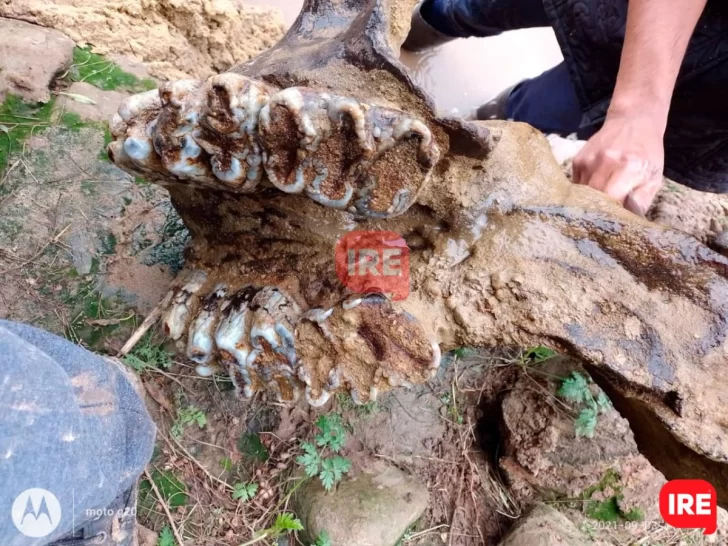 Vecinos de Andino detectaron huesos que serían de dinosaurio en el río Carcarañá