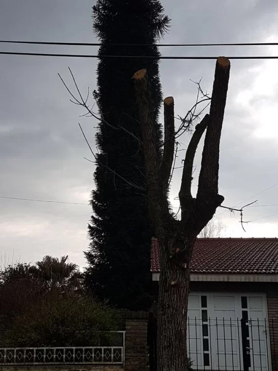 Piden colaboración para rescatar una gata de arriba de un pino