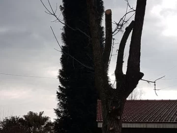 Finalmente bajó la gatita de la araucaria luego de trece días