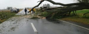 Kilómetro 380: Más de 1 hora estuvo cortada la Ruta 11 por la caída de un árbol