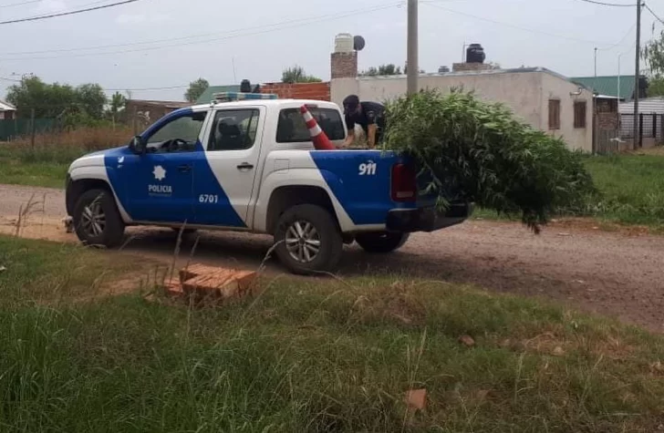 Secuestraron plantas de marihuana tras un allanamiento en Gaboto