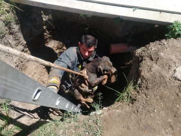 Un perro cayó a una fosa séptica y debió ser rescatado por bomberos