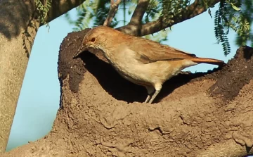 Para agendar: Invitan a una charla sobre la avifauna del departamento Iriondo