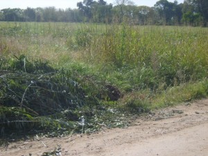 Impuestazo para los terrenos baldíos sin cuidado