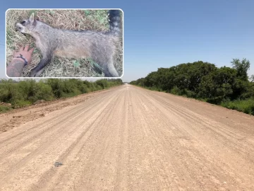 Reclaman por las velocidades en el camino a Puerto Aragón, luego de que atropellaron un aguará popé