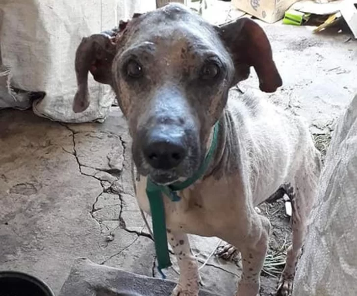 Buscan hogar para un perrito que fue rescatado en muy grave estado