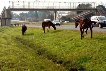 Dos caballos sueltos provocaron dos accidentes en Autopista