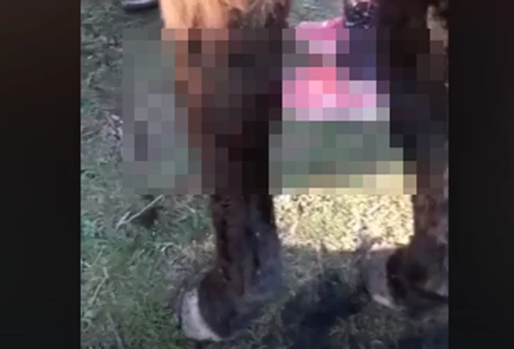 Un caballo cruzó a su lote y lo baleó, después atacó a su cuidador