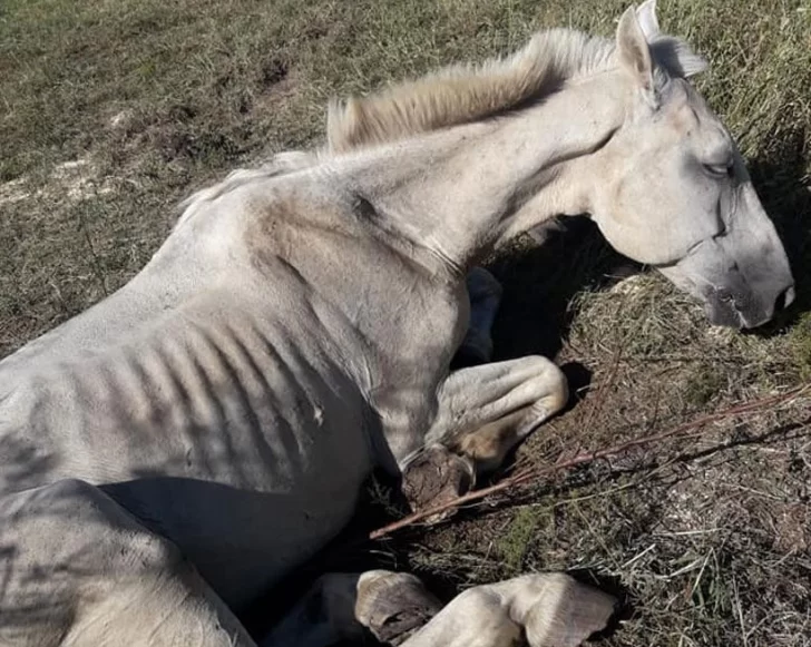 Un caballo terminal sorprendió a los vecinos y genero gran repudio