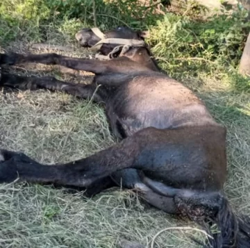 Aberrante: Piden ayuda para un caballo en muy mal estado en La Boca