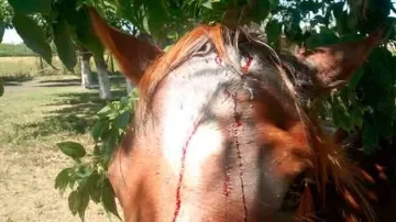 Robaron en una ONG y lastimaron a un caballo de equinoterapia