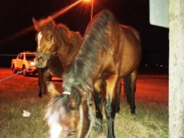 Oliveros: Otra vez animales sueltos sobre ruta 11