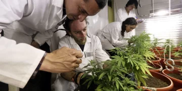 Diputados dio media sanción al uso de cannabis medicinal