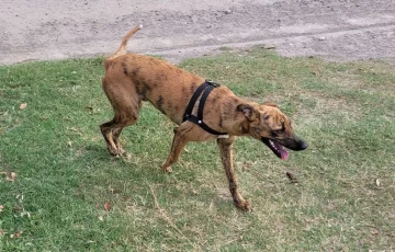 La tercera será la vencida: Lo abandonaron, sufrió maltrato y busca un hogar