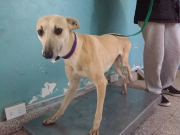 Exitosa campaña de castración con un total de treinta mascotas