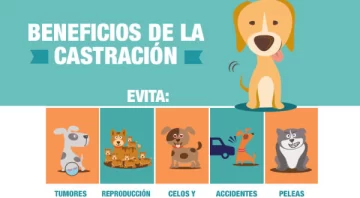 Hoy se suspendió la castración a mascotas: será el miércoles
